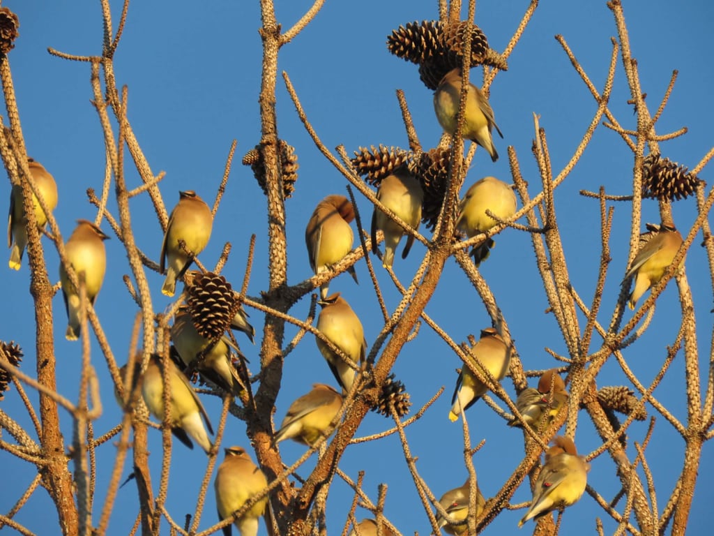 cedar waxwings in pine